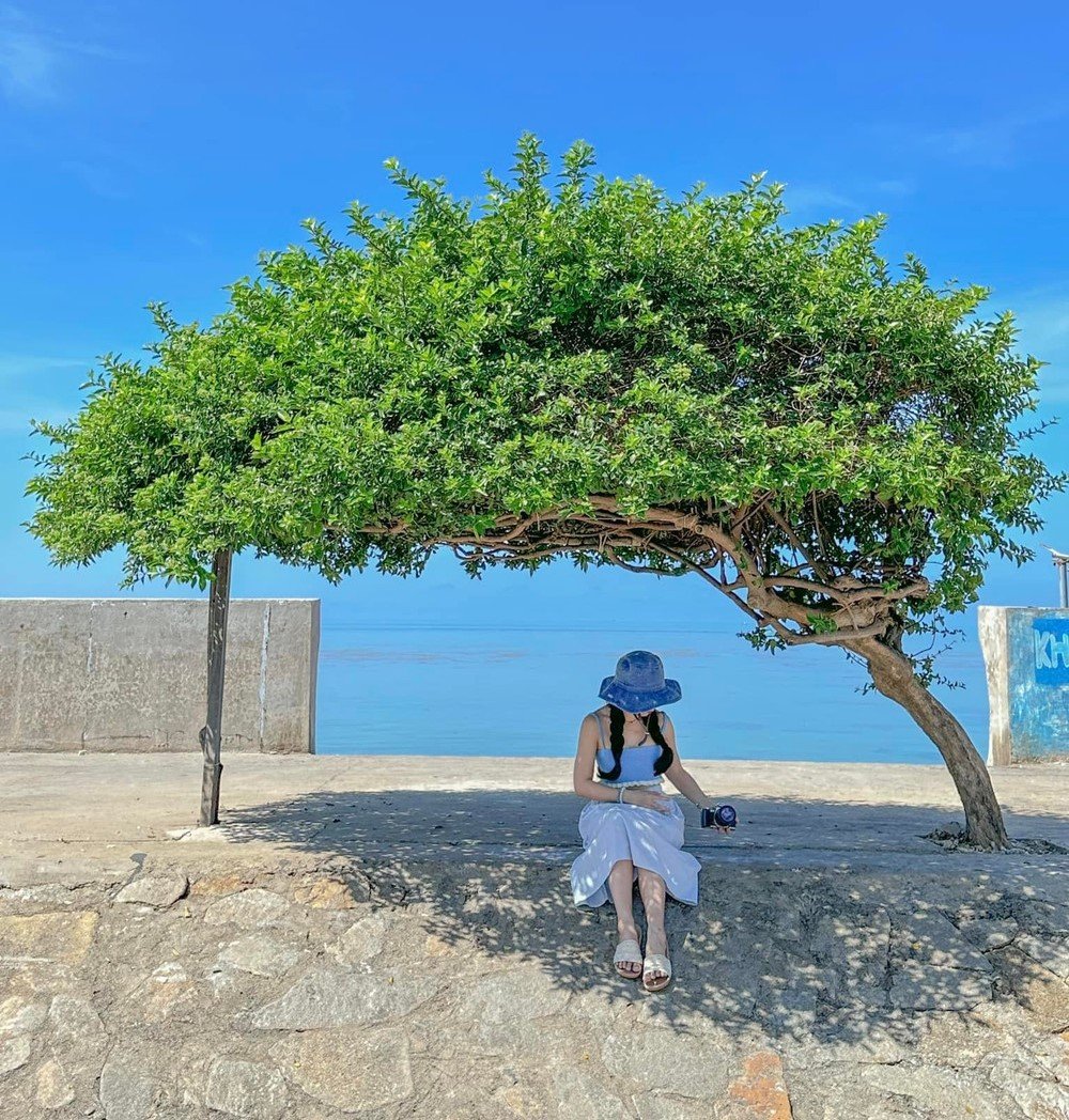 Cây cô đơn Phú Quý